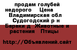 продам голубей недорого  › Цена ­ 500 - Владимирская обл., Судогодский р-н, Бараки д. Животные и растения » Птицы   
